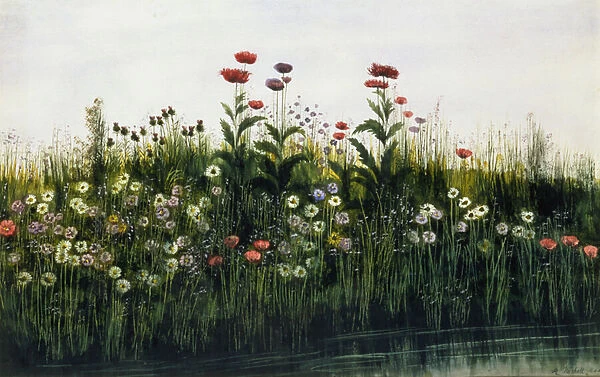 Poppies, Daisies and Thistles on a River Bank (w  /  c and gouache) (pair of 85964)