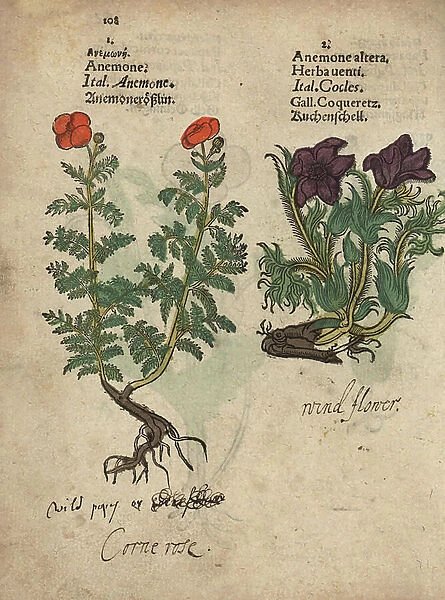 Poppy anemone, Anemone coronara, and pasque flower, Pulsatilla vulgaris. Handcoloured woodblock engraving of a botanical illustration from Adam Lonicer's Krauterbuch, or Herbal, Frankfurt, 1557