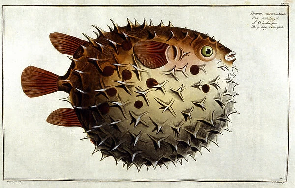 Porcupine fish after Marc Elieser Bloch Ichtyologie Paris - Berlin - London 1787