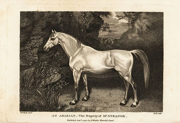 Portrait of an arabian thoroughbred racehorse