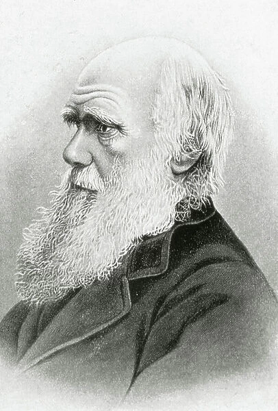 Portrait of Charles Darwin (engraving)