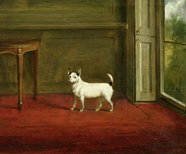 Portrait of a Jack Russell Terrier (in Regency Interior) 1814 (oil on canvas)