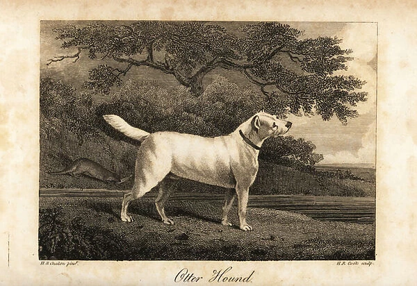 Portrait of the last remaining Otter Hound in Britain in 1812, owned by the Hon