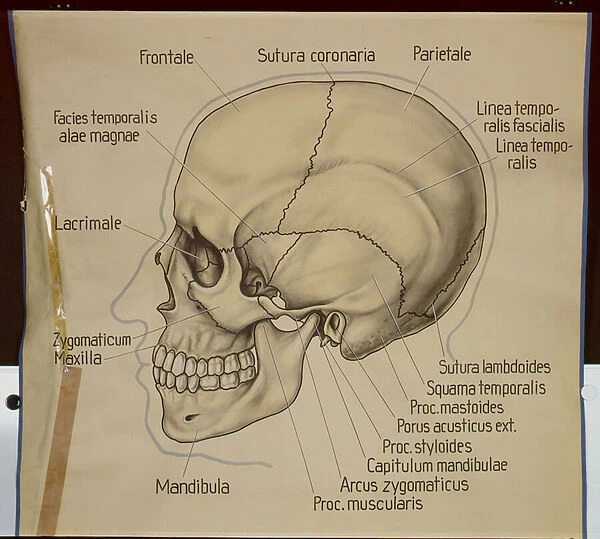 Poster of the side view of a human skull (litho)