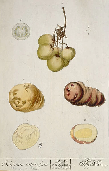 Potato Tubers, plate from Herbarium Blackwellianum