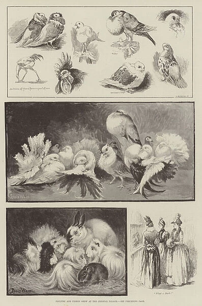 Poultry and Pigeon Show at the Crystal Palace (engraving)