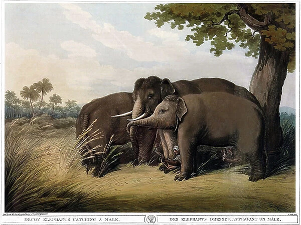 Pressing elephants catching a male. Engraving by Samuel Howett (1756-1822) in ' Oriental field sports' by Thomas Williamson (on hunts in the British Indies in the 19th century) in 1807