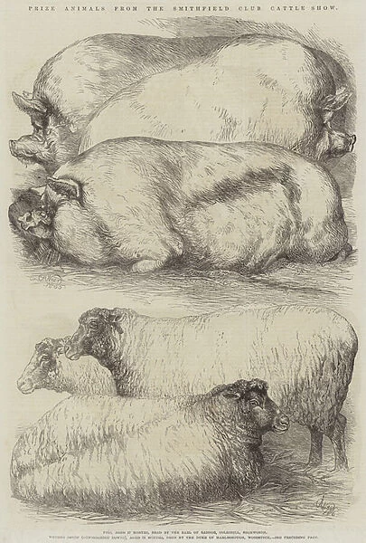 Prize Animals from the Smithfield Club Cattle Show (engraving)