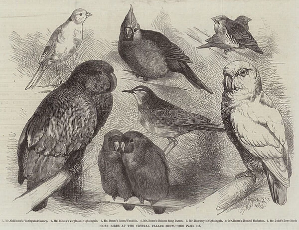 Prize Birds at the Crystal Palace Show (engraving)