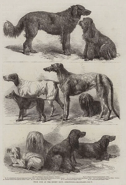 Prize Dogs at the Recent Show, Birmingham (engraving)