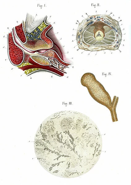 Prostate gland 1866 illustrations showing the structure of the prostate gland Prostate structure - Fig 1: Prostate length cut Fig 2: Middle section cut, Fig 3: Prostate structure Fig 4: Prostatic gland vesicle, 1866