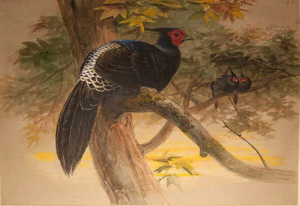 Purple Kaleege (Euplocamus horsfieldi), c. 1851-76 (w  /  c & pencil on paper)