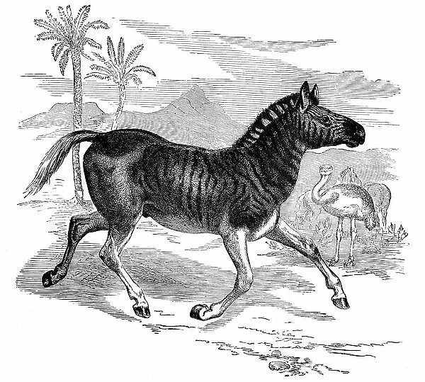 Quagga (Equus quagga): Extinct South African mammal of the horse family. Engraving published London 1884