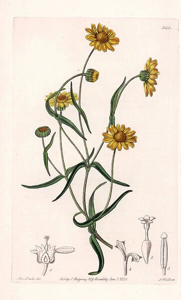 Queen Daisy of California - Engraved by S. Watts, from an illustration by Sarah Anne Drake (1803-1857), from the Botanical Register of Sydenham Edwards (1768-1819), England, 1835 - Downy lasthenia, Lasthenia californica - Engraving by S