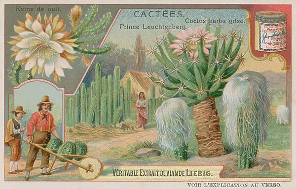 Queen of the Night, Prince Leuchtenberg and Grey Bearded Cactus (chromolitho)
