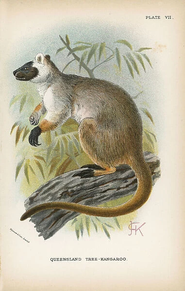 Queensland Tree-Kangaroo