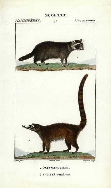 Raccoon et coati roux ou commun - Eau forte by Jean Gabriel Pretre (1780-1845), engraved by Carnonkel, for the dictionary of natural sciences: mammals by Frederic Cuvier, edited by Pierre Jean Francois Turpin (1775-1840), published by F.G.Levrault