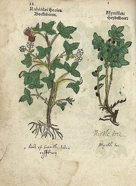Raspberry variety, Rubus idaeus, and bilberry. Vaccinium myrtillus. Handcoloured woodblock engraving of a botanical illustration from Adam Lonicer's Krauterbuch, or Herbal, Frankfurt, 1557