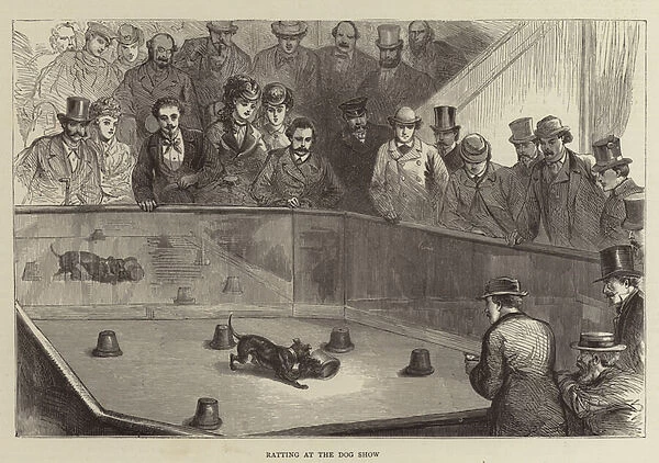 Ratting at the Dog Show (engraving)