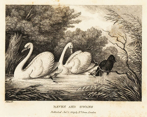 A raven tries to wash to be more like the white swans. 1811 (etching)