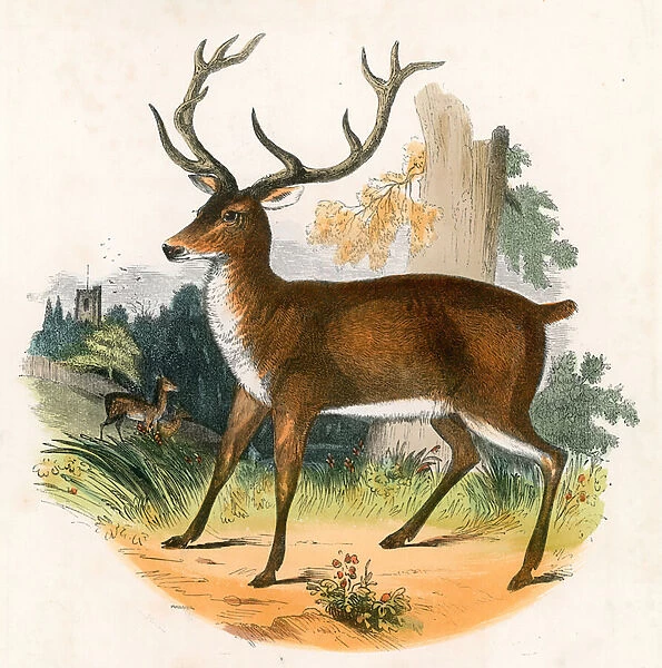 The Red Deer (coloured engraving)