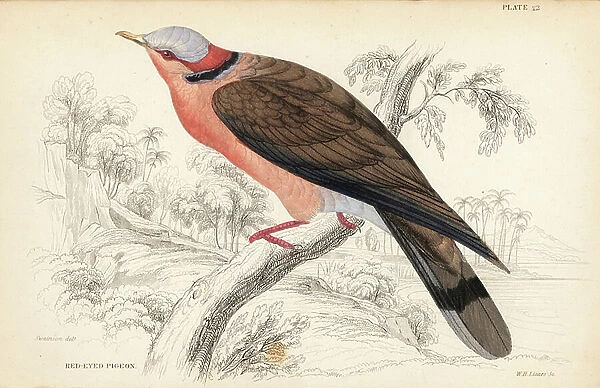 Red-eyed dove, Streptopelia semitorquata (Red-eyed pigeon, Turtur erythrophrys). Handcoloured steel engraving by William Lizars after William Swainson from Sir William Jardine's Naturalist's Library: Ornithology: Birds of Western Africa, Edinburgh