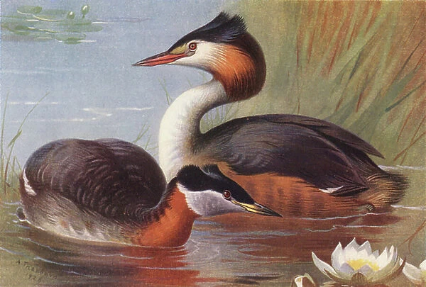 Red-Necked Grebe, Great Crested Grebe (colour litho)