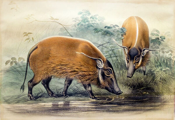 The Red-river Hog, 1865 (colour litho)