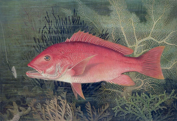 Red Snapper, from Game Fishes of the United States