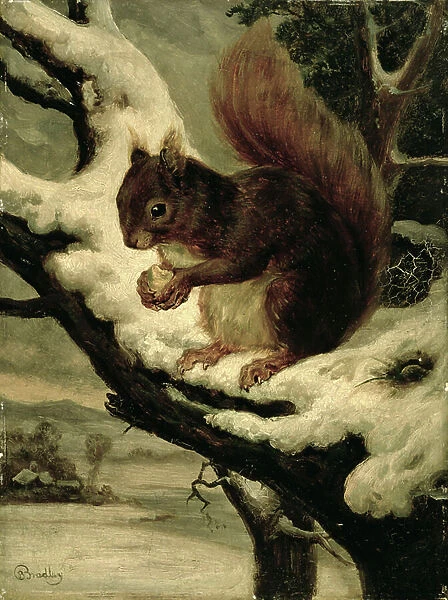 A Red Squirrel Eating a Nut (oil on millboard)
