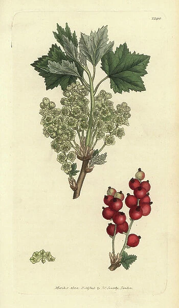 Redcurrant, Ribes spicatum. Handcoloured copperplate engraving after a drawing by James Sowerby for James Smith's English Botany, 1804