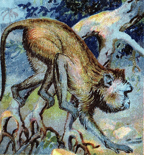 representation of a macaque (a macaque a primate of the Old World monkey) Chromolithography of the late 19th century Private collection