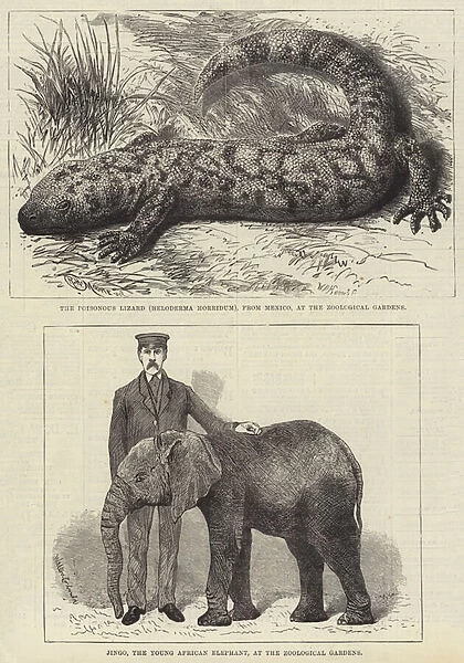 Residents of London Zoo (engraving)