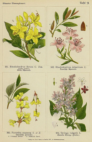 Rhododendron Flavum, Rhododendron Dahuricum, Forsythia Suspensa, Syringa Vulgaris (colour litho)
