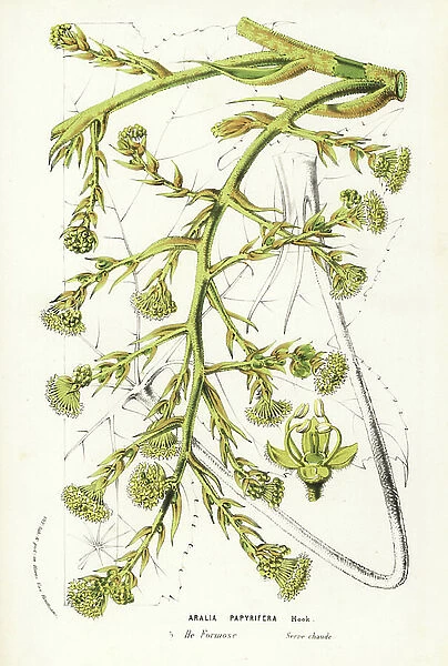 Rice-paper or pith-paper plant, Tetrapanax papyrifer (Aralia papyrifera). Handcoloured lithograph from Louis van Houtte and Charles Lemaire's Flowers of the Gardens and Hothouses of Europe, Flore des Serres et des Jardins de l'Europe, Ghent