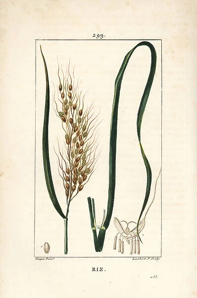 Rice - Rice, Oryza sativa, with leaf, seed and stalk. Handcoloured stipple copperplate engraving by Lambert Junior from a drawing by Pierre Jean-Francois Turpin from Chaumeton, Poiret and Chamberets 'La Flore Medicale