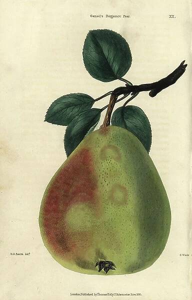 Ripe fruit and leaves of Gansel's Bergamot pear, Pyrus communis