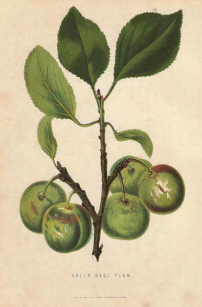 Ripe fruit and leaves of the Greengage plum, Prunus domestica italica