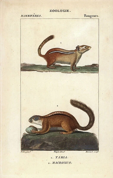 Rodents, squirrels: tamia and guerlindet or toupe - Eau forte by Jean Gabriel Pretre (1780-1845), engraved by Carnonkel, for the dictionary of natural sciences: mammals by Frederic Cuvier, edited by Pierre Jean Francois Turpin (1775-1840)