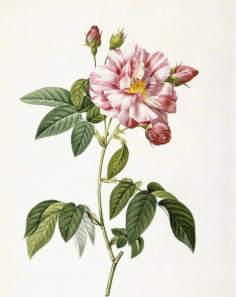 Rosa Gallica Versicolor (Rosa mundi rose), 1817-1824 (stipple-engraving printed in