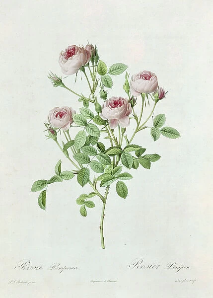Rosa Pomponia, from Les Roses by Claude Antoine Thory (1757-1827) engraved