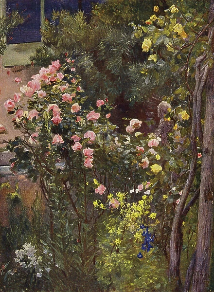 In a rose garden, Catherine Mermet and Marechal Niel at home (colour litho)