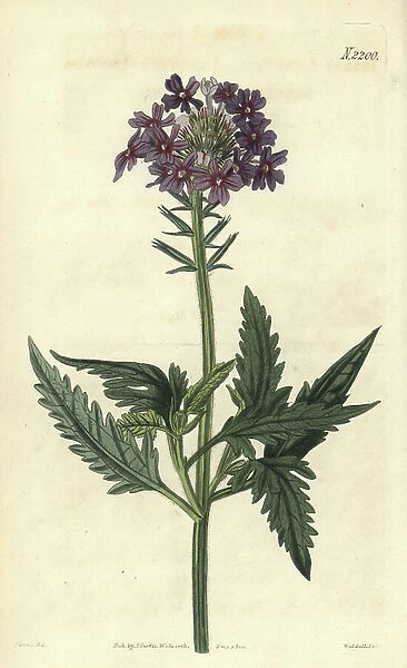 Rose vervain, Glandularia canadensis (Lambert's vervain, Verbena lamberti). Handcoloured copperplate engraving by Weddell after a drawing by John Curtis for Samuel Curtis' continuation of William Curtis' Botanical Magazine, London, 1820