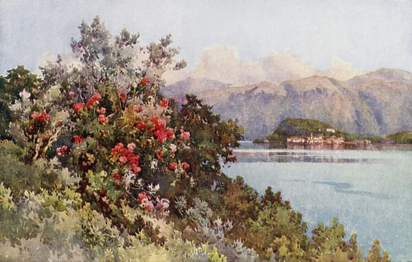 Roses, Villa Carlotta, Lago di Como (colour litho)