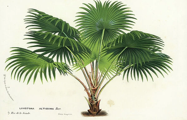 Round-leaf fountain palm, Saribus rotundifolius (Livistona altissima). Handcoloured lithograph from Louis van Houtte and Charles Lemaire's Flowers of the Gardens and Hothouses of Europe, Flore des Serres et des Jardins de l'Europe, Ghent, Belgium