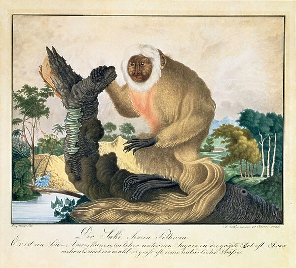 The Saki Monkey, 1835 (w  /  c on paper)