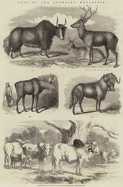 Sale of the Knowsley Menagerie (engraving)