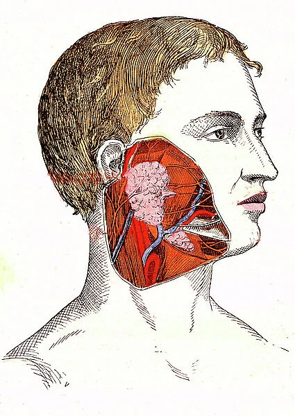 Salivary glands (J. Rengade's normal life and health) - The mouth and saliva. Drawing A. Demarle 1881