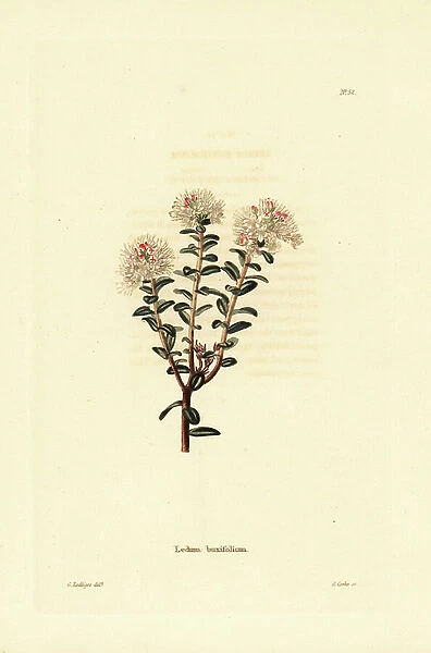 Sandmyrtle, Kalmia buxifolia (Ledum buxifolium). Handcoloured copperplate engraving by George Cooke after George Loddiges from Conrad Loddiges Botanical Cabinet, Hackney, 1817
