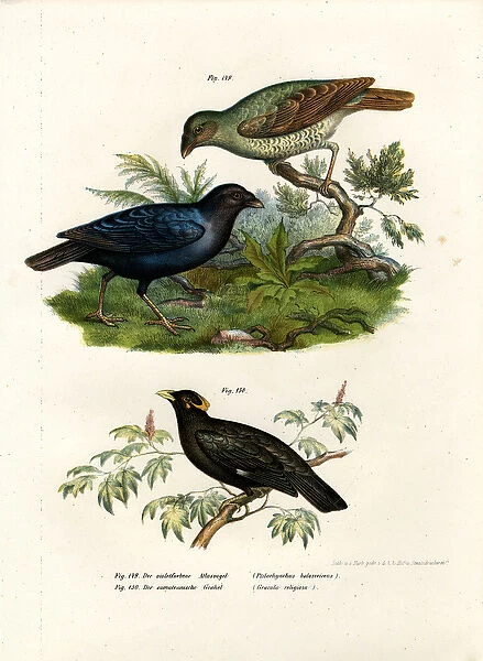 Satin Bower Bird, 1864 (colour litho)
